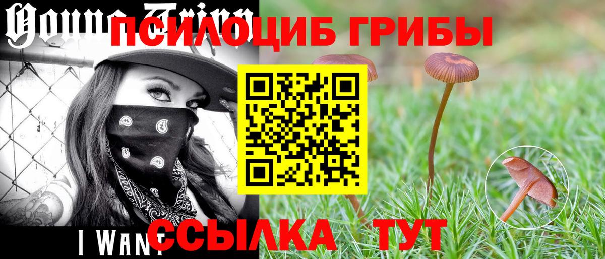 Псилоцибиновые грибы GOLDEN TEACHER Калининград